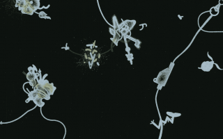 WEB Realist Magic by Tammy Lu