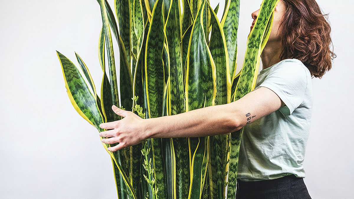 Stockphoto Botanica Emphaticus